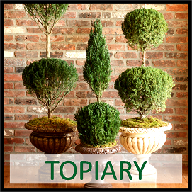 Preserved Topiary, Tree & Hedge